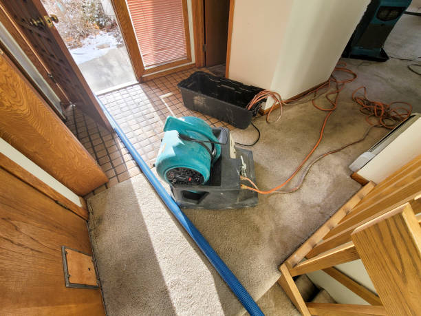Best Carpet water damage restoration  in South Wallins, KY