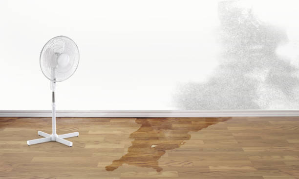 Best Professional water damage repair  in South Wallins, KY