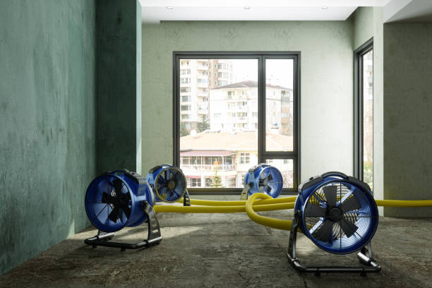Best Water damage cleanup near me  in South Wallins, KY